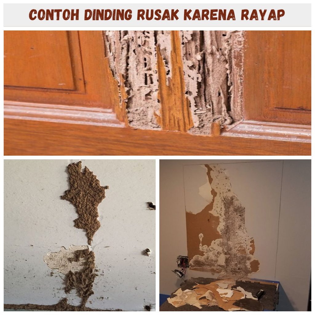Informasi dan gambar kerusakan dinding karena rayap