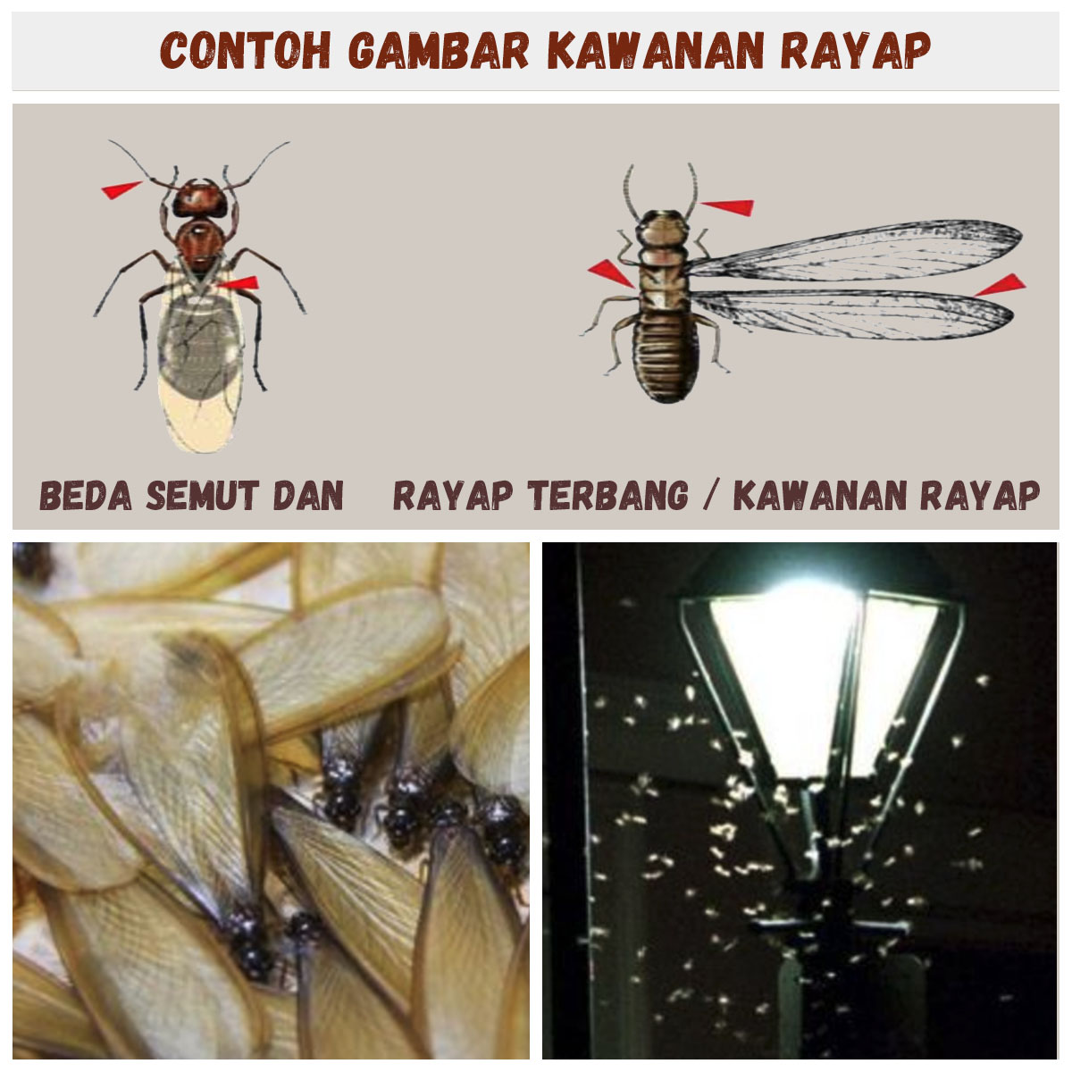 informasi foto dan gambar kawanan rayap terbang, beda antara semut dan rayap